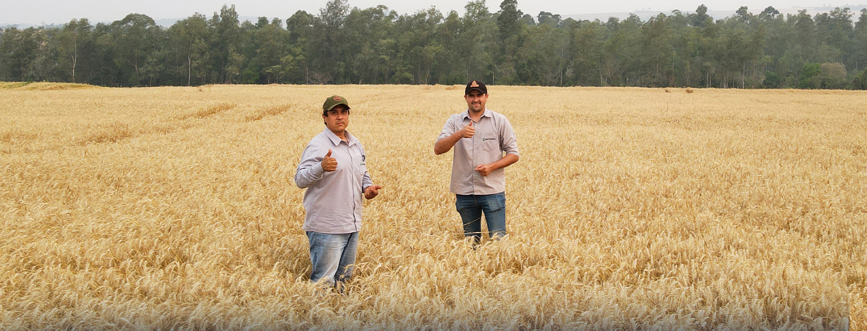 Agricultores no campo de trigo